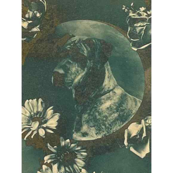 Antique 1915 Ephemera Postcard Birthday Wishes Great Dane Daisies Roses Monotone - Picture 1 of 6